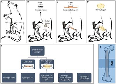 Decellularized Adipose Tissue Hydrogel Promotes Bone Regeneration in Critical-Sized Mouse Femoral Defect Model